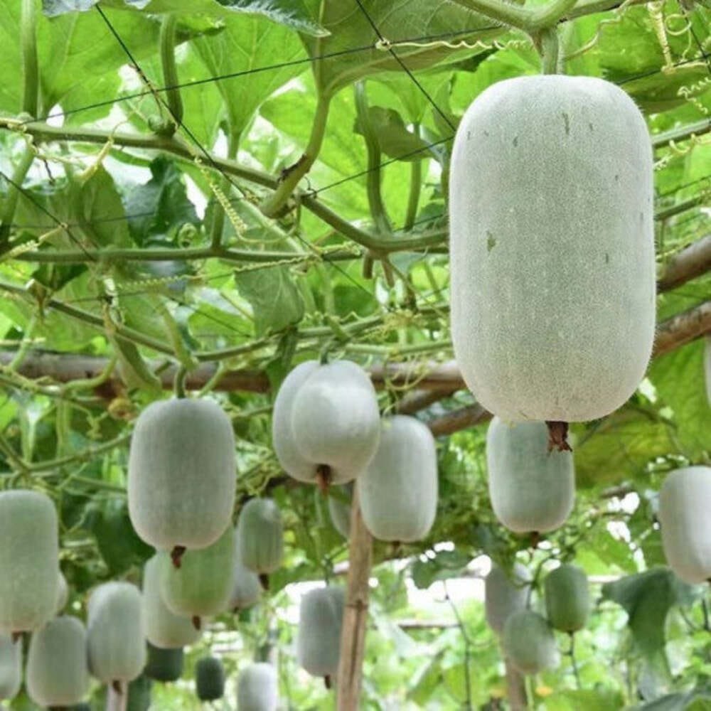 Ash Gourd Asian Oblong vegetable seeds