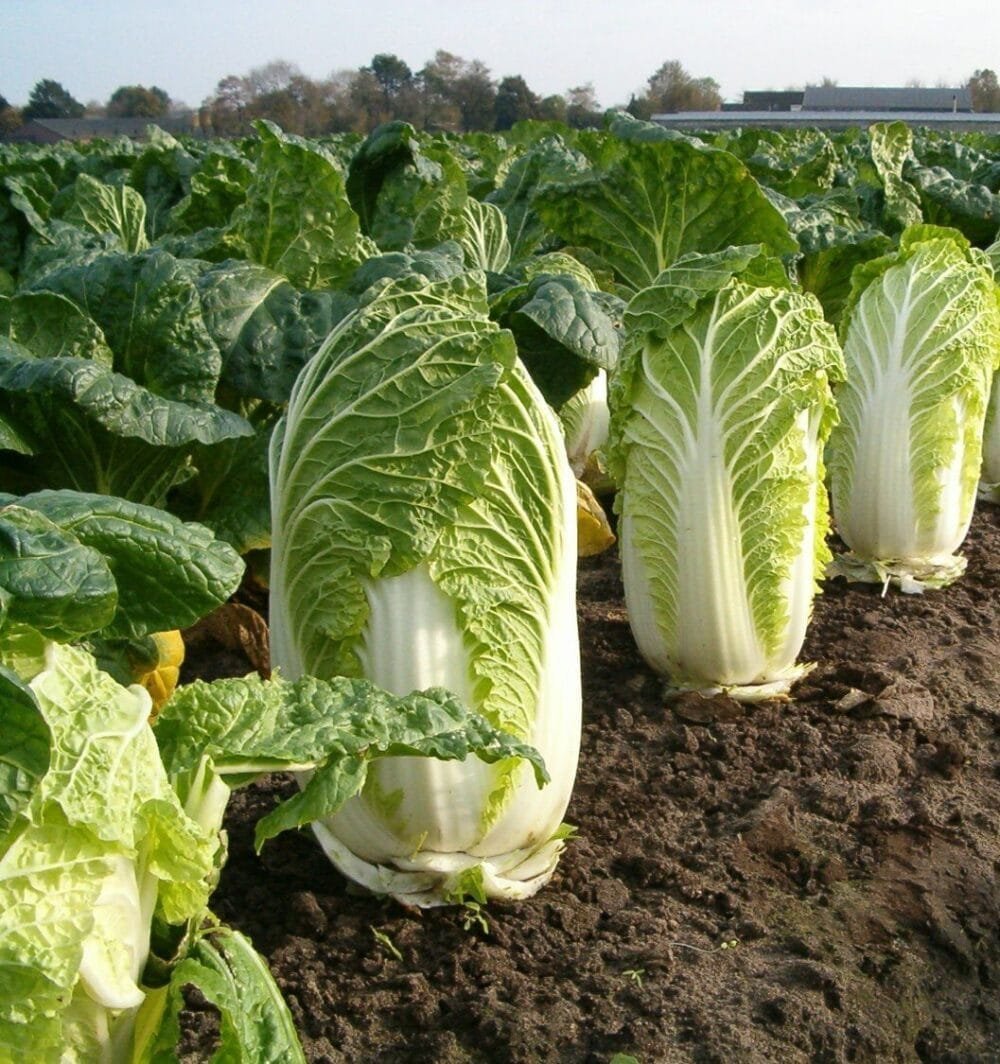 Napa Cabbage Open Pollinated Seeds