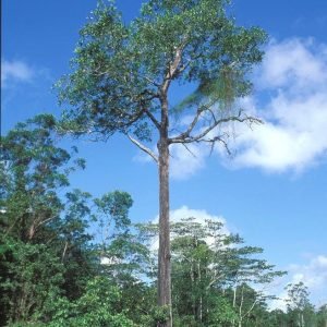 Australian Sagvan Acacia Mangium Tree seeds