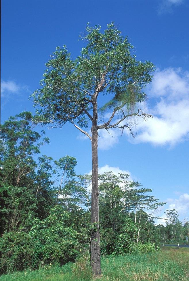 Australian Sagvan Acacia Mangium Tree seeds