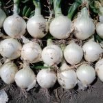 GI Tagged Native Alibaug White Onion seeds