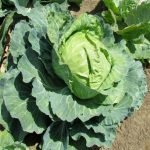 Cabbage Golden Acre OP Gardening Seeds