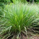 Lemon Grass Live plant for gardening