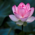 Desi Lotus flower seeds