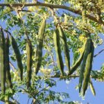Drumstick SuperShort Local seeds