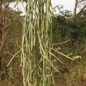 Buy Veldt Grapes (Cissus quadrangularis) Pirandai plant