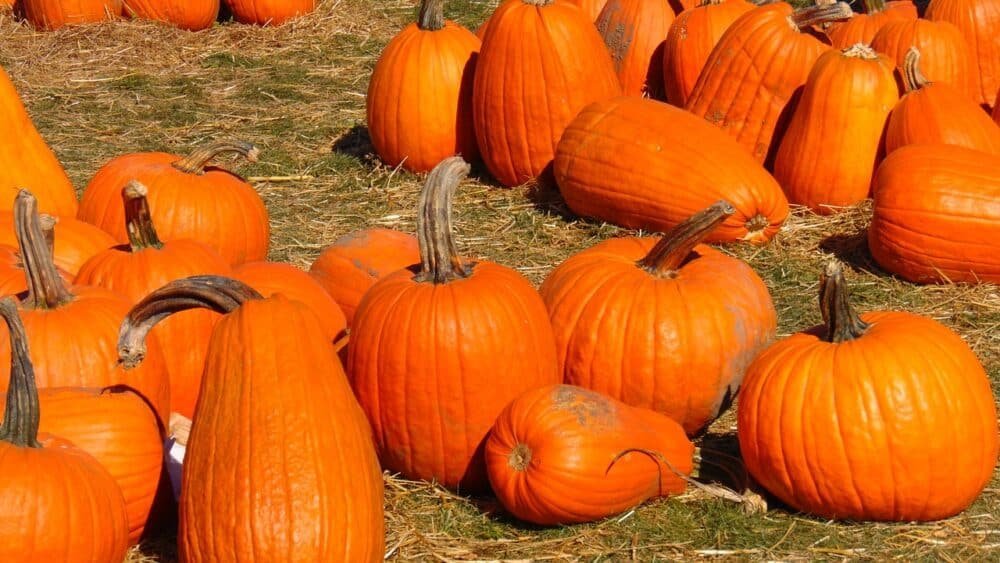 Heirloom Halloween Pumpkin Vegetable seeds