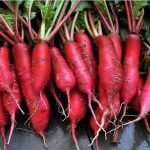 Radish Red Long open pollinated seeds
