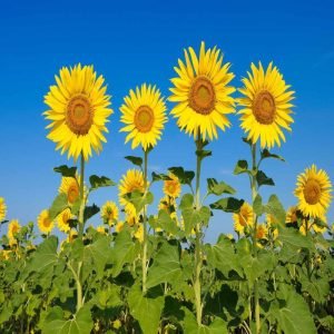 Sunflower open pollinated seeds