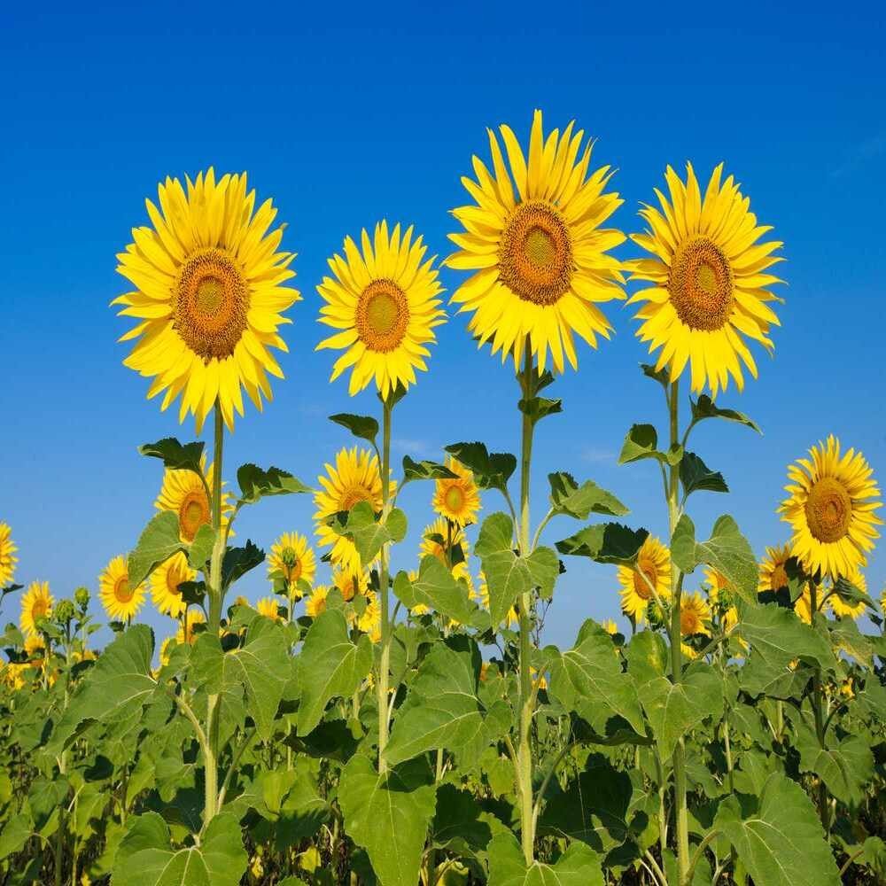 Sunflower open pollinated seeds