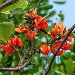 Butea Monosperma Flame of the forest tree seeds