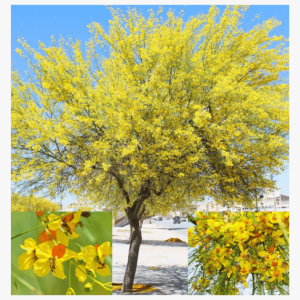 Jerusalem Thorn (parkinsonia Aculata)
