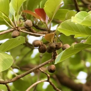 Terminalia bellirica Baheda tree seeds