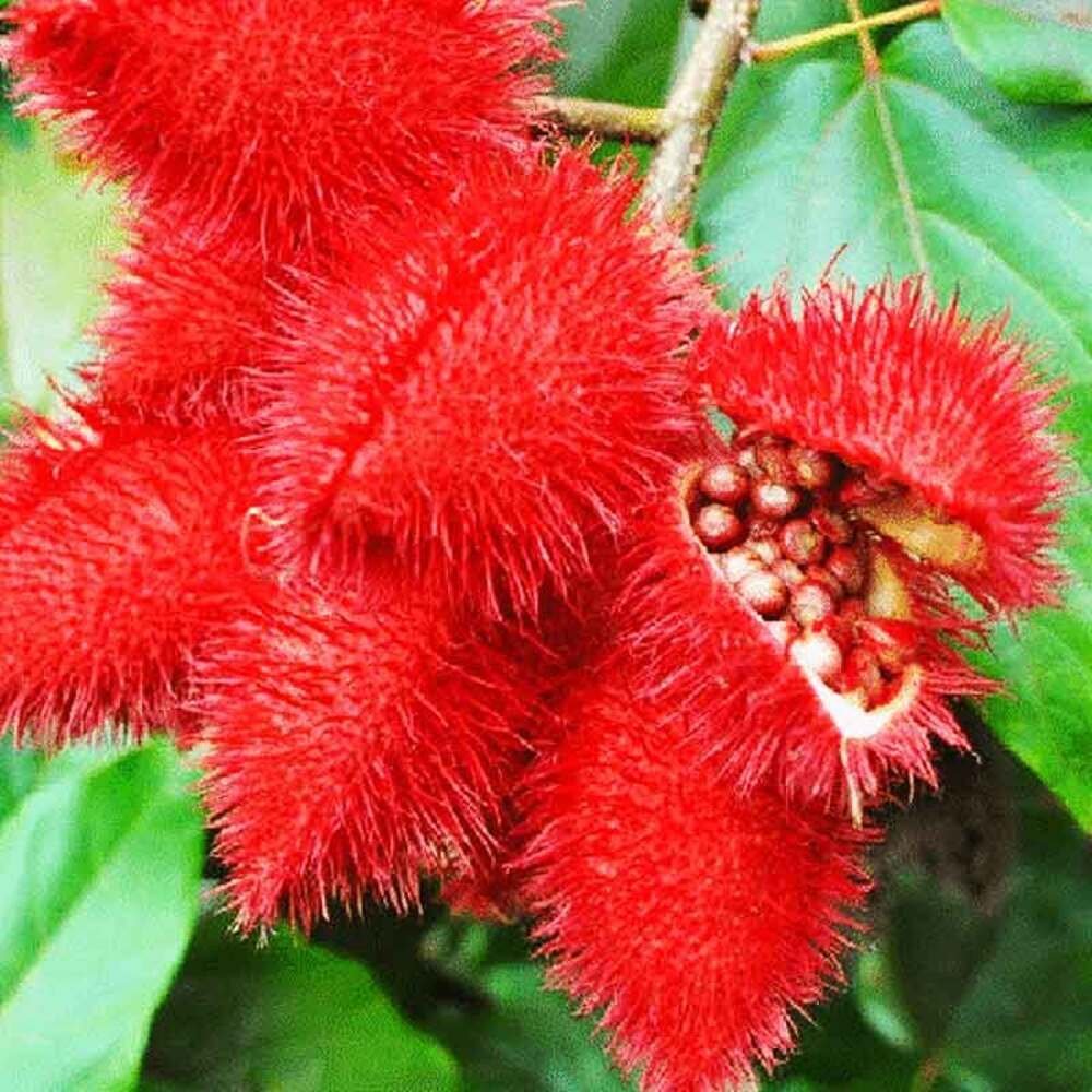 Bixa Orellana Tree seeds