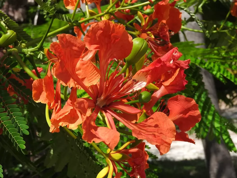 Gold Mohar (Delonix Regia)
