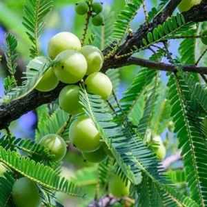 Emblica Officinalis Amla tree seeds