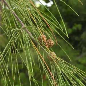 Horsetail Oak Casuarina equisetifolia tree seeds
