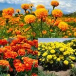 Marigold Mixed flower seeds