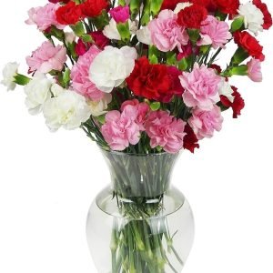 Carnation flower seeds