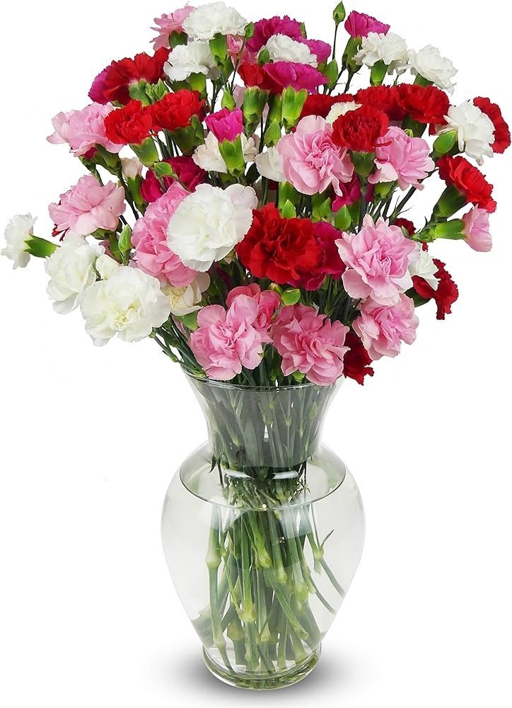 Carnation flower seeds