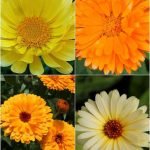 Calendula F.G Double Mix flower seeds