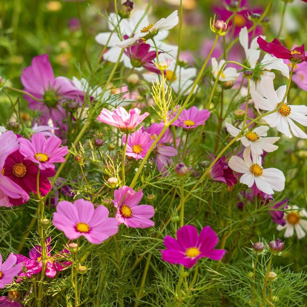 Cosmos Mixed flower seeds