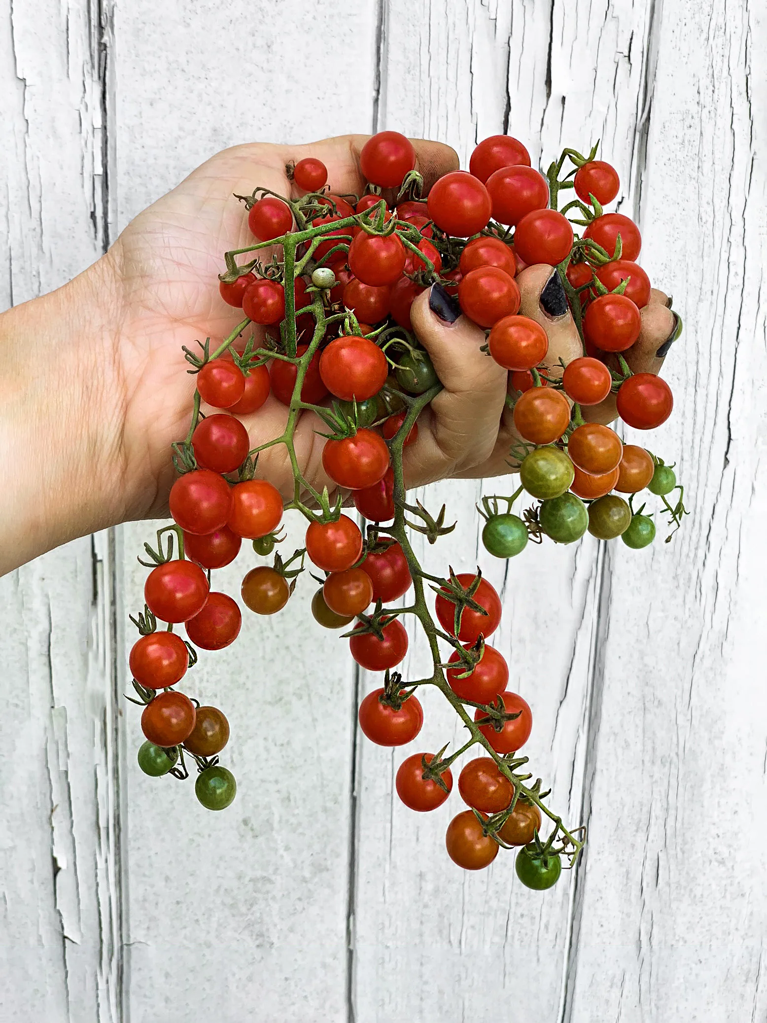 Spoon Tomato open pollinated seeds