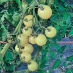 Heirloom Snow White Cherry Tomato Seeds