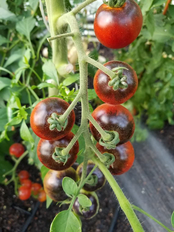 Heirloom Indigo Cherry Tomato Seeds