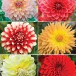 Dahlia open pollinated flower seeds