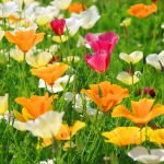 Eschscholzia flower mix seeds