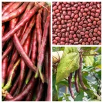 Bush Red CowPea Gardening Seeds