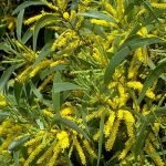 Acacia Auriculiformis Bengali Babul Tree Seeds