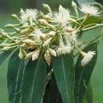 Eucalyptus Pilleta organic tree seeds