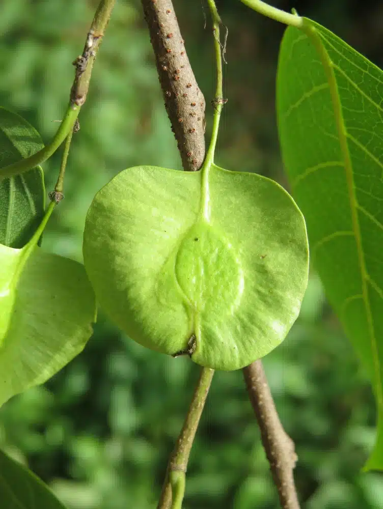 Holoptelea Integrifolia organic tree seeds