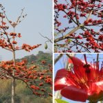 Bombax ceiba Silk Cotton tree seeds