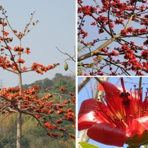 Bombax ceiba Silk Cotton tree seeds