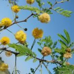 Organic Acacia Farnesiana Scented Babul Tree seeds