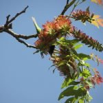 Acrocarpus fraxinifolius Pink Sedar tree seeds
