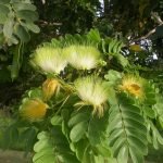 Albizia Lebbeck Dirishinam tree seeds