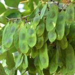 Dalbergia Latifolia Indian rosewood tree seeds