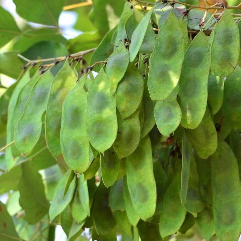 Dalbergia Latifolia Indian rosewood tree seeds