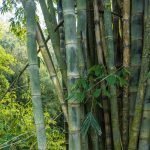 Dendracalamus Strictus Solid Small Bamboo tree seeds