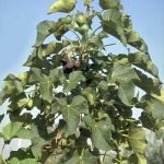 Jatroba Carcus organic tree seeds