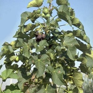 Jatroba Carcus organic tree seeds