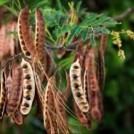 Acacia Catechu Khair tree seeds