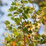 Hardwickia Binata organic tree seeds