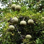 Feronia Elephantam organic tree seeds