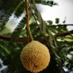 Parkia biglandulosa tennis ball tree seeds