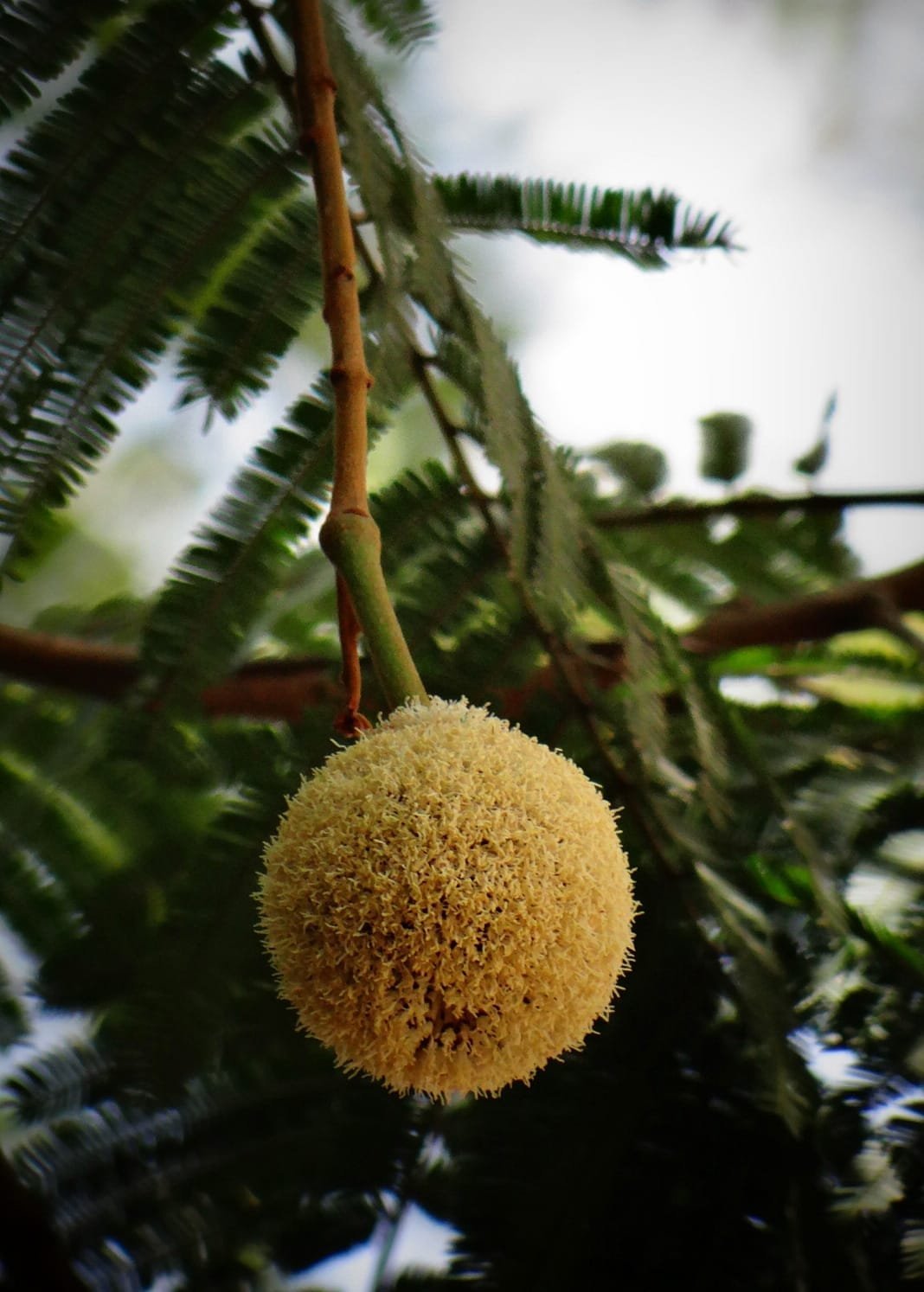 Parkia biglandulosa tennis ball tree seeds